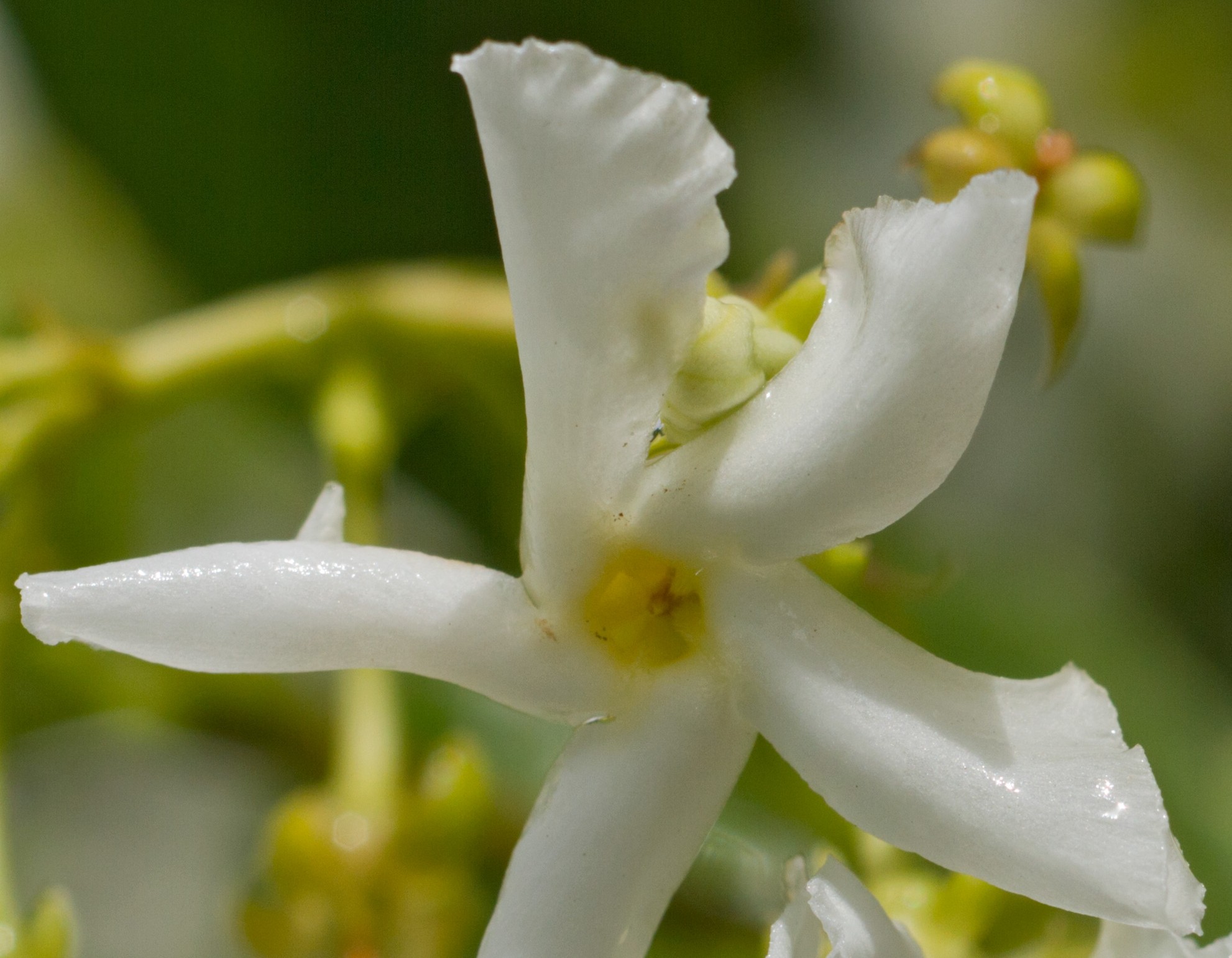 Extreme closeup jasmine flower, white on white, Richard Lund
