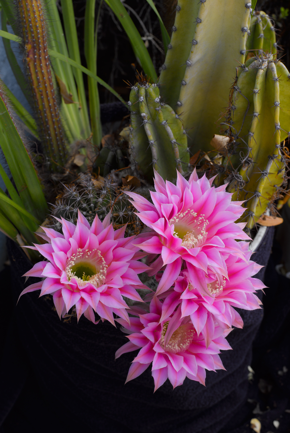 Richard Lund flower picture, desert flower, cactus flower